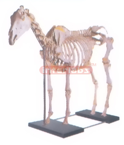 ANATOMY MODEL OF HORSE SKELETON WITH PLASTIC & IRON BASE